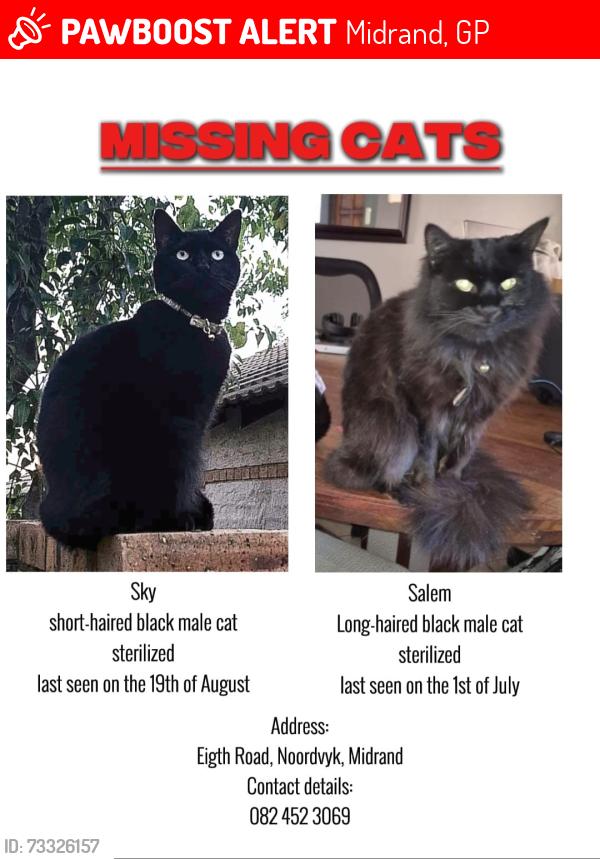 Lost Male Cat last seen Eighth Road Noordwyk, Midrand, GP 1687