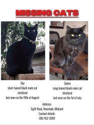 Lost Male Cat last seen Eighth Road Noordwyk, Midrand, GP 1687