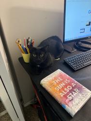 Reunited Female Cat last seen Fairlatch way, Boiling Springs, SC 29316