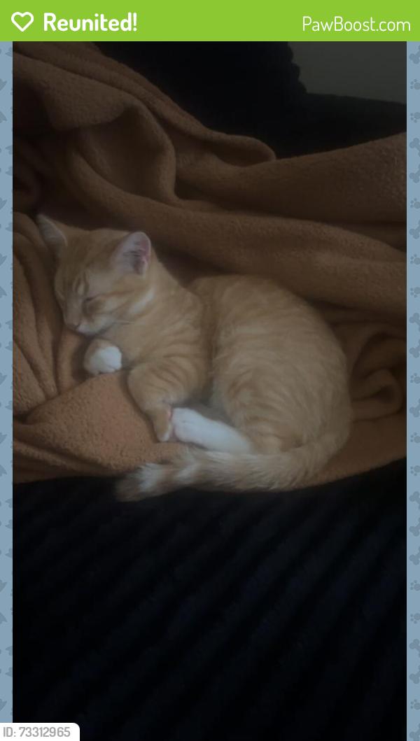 Reunited Male Cat last seen Near coachway lane, Hazelwood, MO 63042