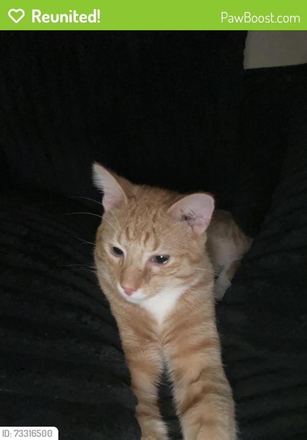 Reunited Male Cat last seen near coachwaylane parking lot, we have him now, Hazelwood, MO 63042