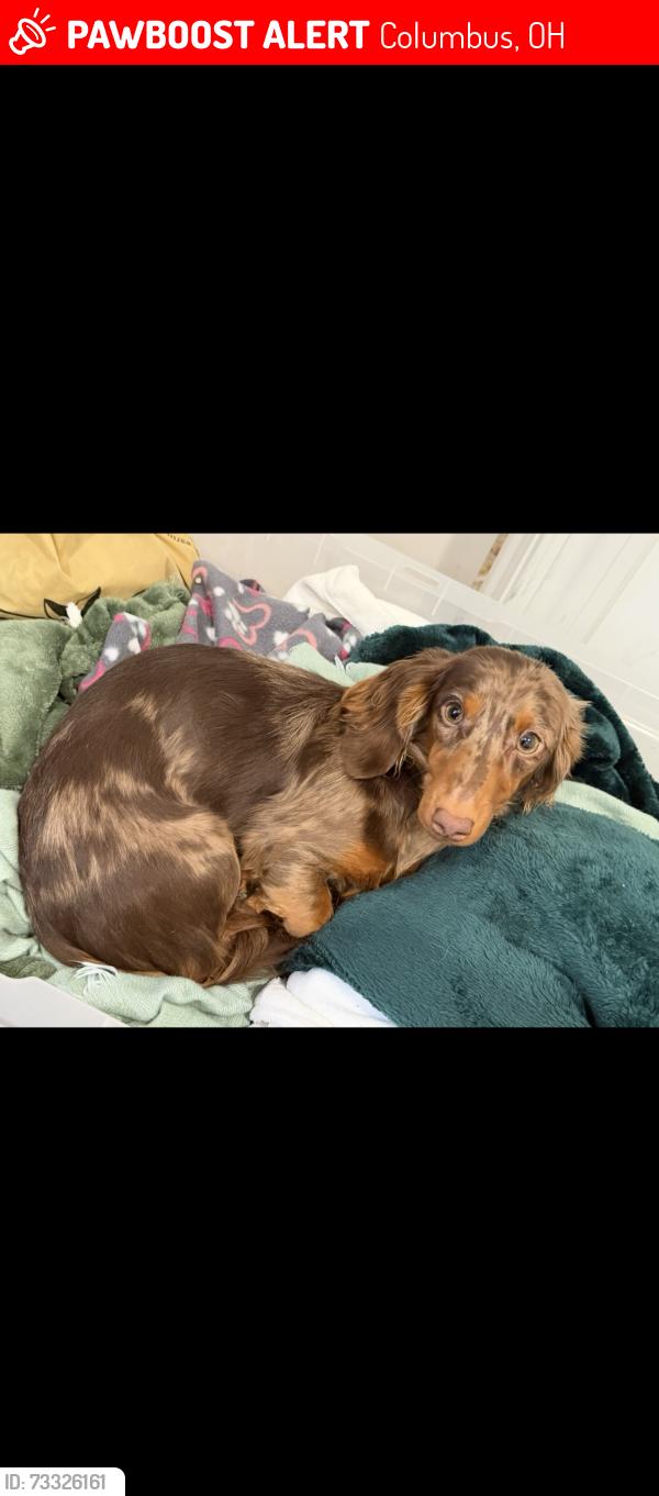 Lost Male Dog last seen S high st near German village veterinarian hosp and speedway, Columbus, OH 43206