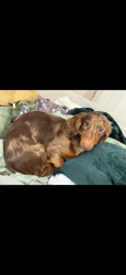 Lost Male Dog last seen S high st near German village veterinarian hosp and speedway, Columbus, OH 43206