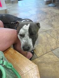 Lost Male Dog last seen Hwy 157, Colbert County, AL 35646