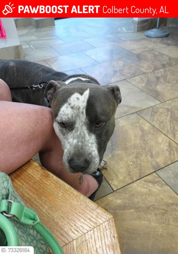 Lost Male Dog last seen Hwy 157, Colbert County, AL 35646