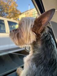 Lost Male Dog last seen Mandela, Oakland, CA 94608