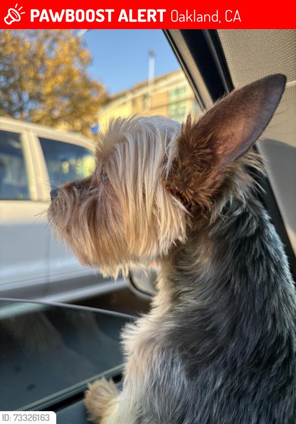 Lost Male Dog last seen Mandela, Oakland, CA 94608