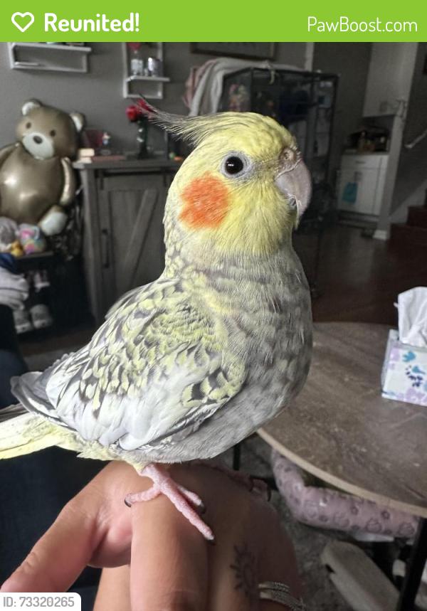 Reunited Female Bird last seen neighborhood of 121st and Lawndale, Alsip, IL 60803