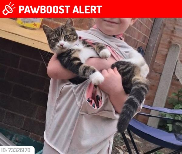 Lost Female Cat last seen Wenny est, Cambridgeshire, England PE16 6UX