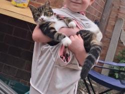 Lost Female Cat last seen Wenny est, Cambridgeshire, England PE16 6UX