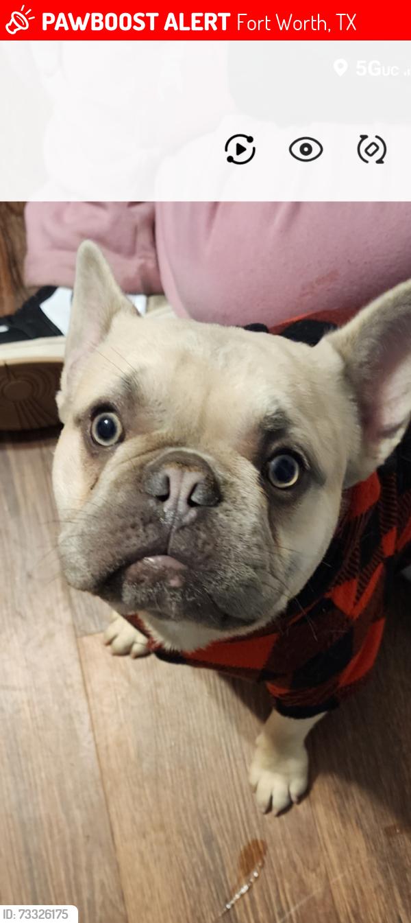 Lost Male Dog last seen Loving ave, Fort Worth, TX 76106