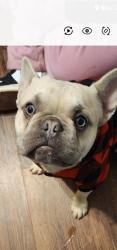 Lost Male Dog last seen Loving ave, Fort Worth, TX 76106