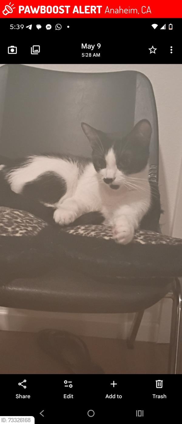 Lost Female Cat last seen Large new white 3 story apmts. @ 91 fwy n hHarbor#228, Anaheim, CA 92801