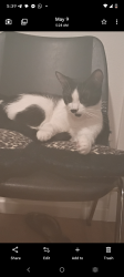 Lost Female Cat last seen Large new white 3 story apmts. @ 91 fwy n hHarbor#228, Anaheim, CA 92801