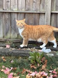 Reunited Male Cat last seen Woodside road, Brislington, England BS4 4DW