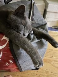 Reunited Female Cat last seen Knoll Drive, Princeton, NJ, Princeton, NJ 08540