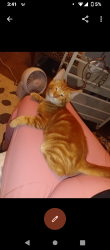 Lost Male Cat last seen Near CrestRidge Dr Lakeside TX 76108, Lakeside, TX 76108