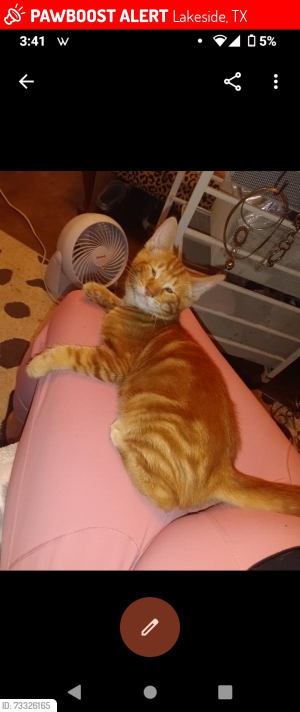 Lost Male Cat last seen Near CrestRidge Dr Lakeside TX 76108, Lakeside, TX 76108
