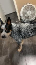 Reunited Male Dog last seen Carey and MLK, North Las Vegas, NV 89032