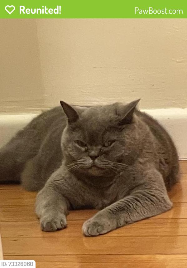 Reunited Male Cat last seen scotsburn avenue, 克莱顿, VIC 3168