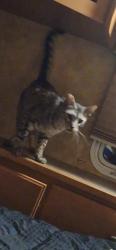 Lost Male Cat last seen Madison Home Depot, Riverside, CA 92504