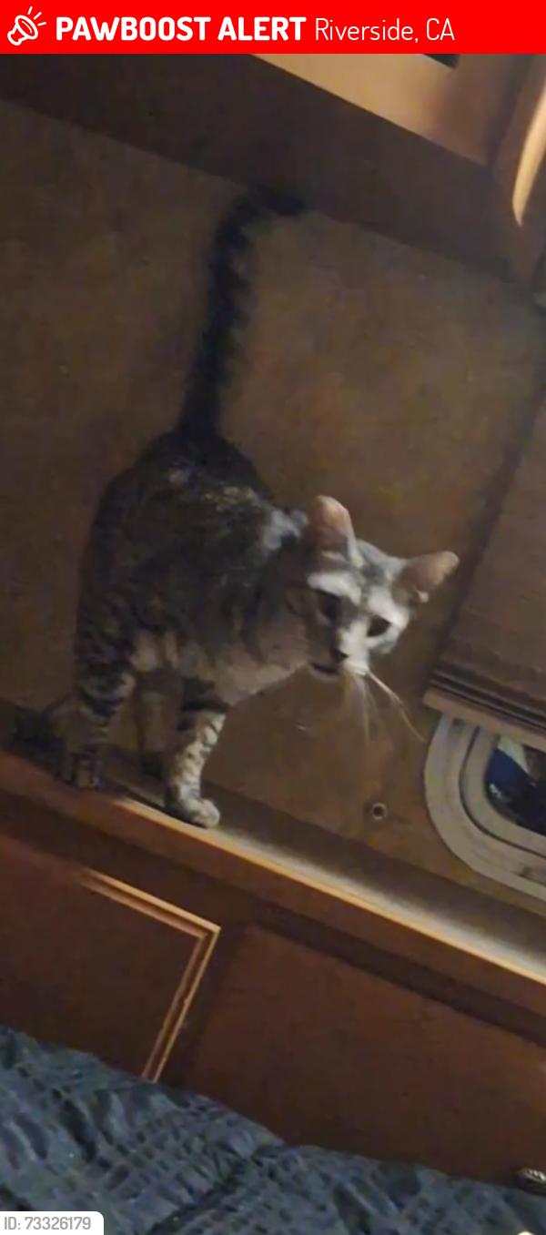 Lost Male Cat last seen Madison Home Depot, Riverside, CA 92504