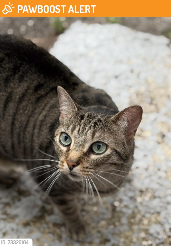 Found/Stray Female Cat last seen Ferris street, Green Cove Springs, FL 32043