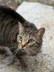 Found/Stray Female Cat last seen Ferris street, Green Cove Springs, FL 32043