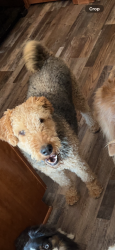 Reunited Female Dog last seen 79th and Lackman, Lenexa, KS 66215