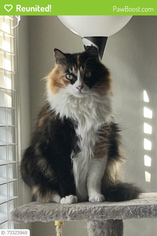 Reunited Female Cat last seen Alameda Landing, Alameda, CA 94501