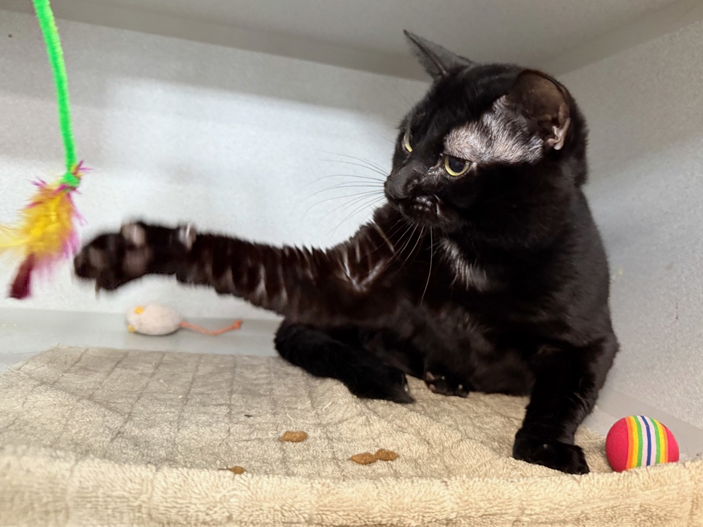 Shelter Stray Male Cat last seen Near Alexander Avenue, BRONX, NY, 10454, 326 E 110th St, New York, NY 10029, USA