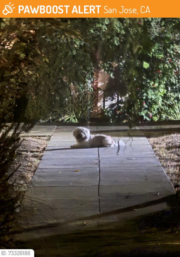 Found/Stray Unknown Dog last seen Seen on running down 21st towards Julian st. Tried to catch this little guy for over he just keeps running, if this is your dog please go now, San Jose, CA 95112