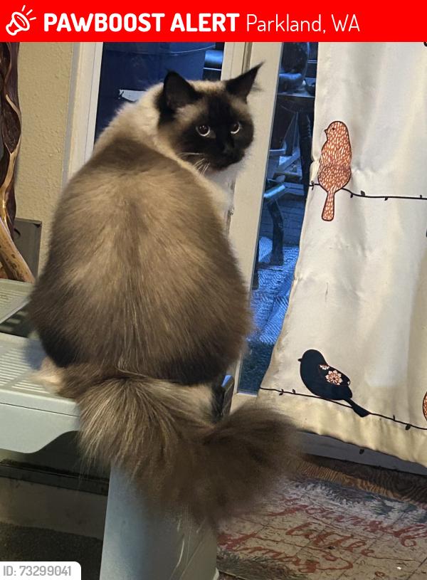 Lost Female Cat last seen 152nd and 14th Avenue Ct E Tacoma, Parkland, WA 98445