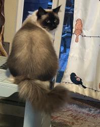 Lost Female Cat last seen 152nd and 14th Avenue Ct E Tacoma, Parkland, WA 98445