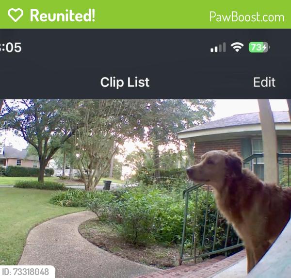 Reunited Male Dog last seen Chestwood Avenue, Tallahassee, FL 32303