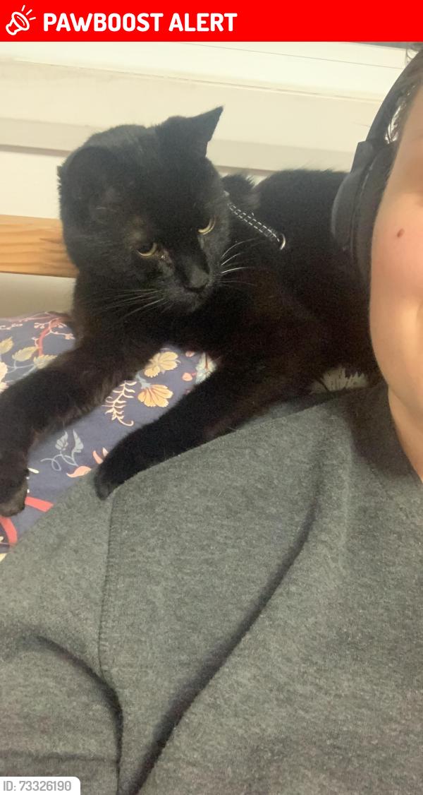 Lost Male Cat last seen Kakabeka Falls Provincial Park, Oliver Paipoonge, ON P7K 0H1