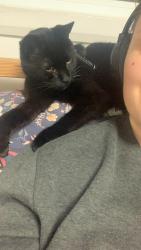 Lost Male Cat last seen Kakabeka Falls Provincial Park, Oliver Paipoonge, ON P7K 0H1