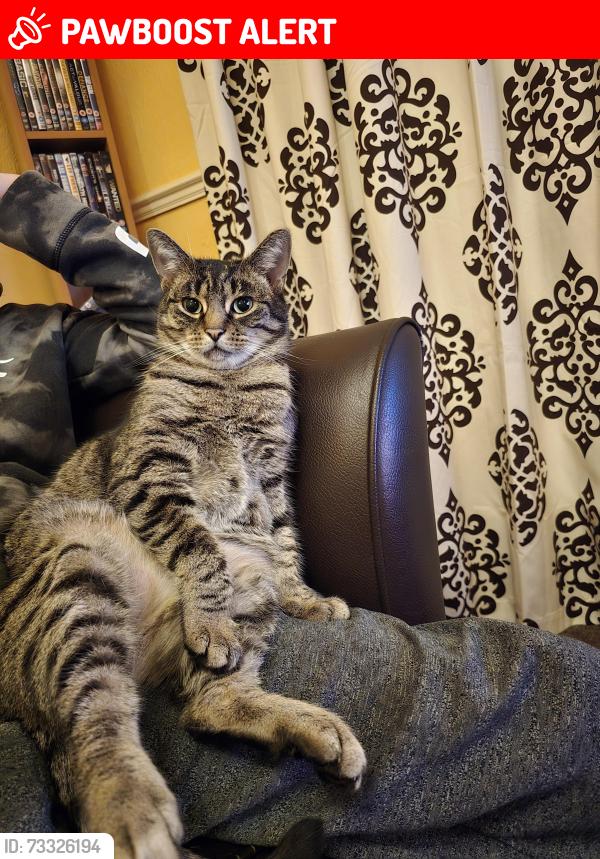 Lost Male Cat last seen George Street Cleethorpes, North East Lincolnshire, England DN35 8HY