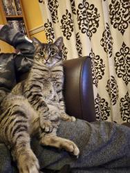 Lost Male Cat last seen George Street Cleethorpes, North East Lincolnshire, England DN35 8HY
