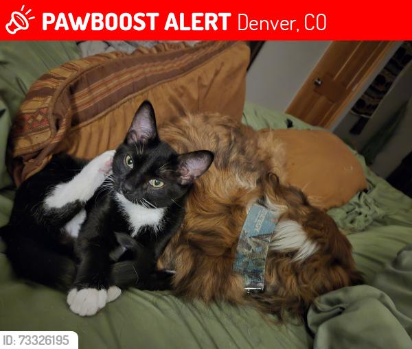 Lost Female Cat last seen 47th avenue, Denver, CO 80216