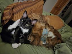 Lost Female Cat last seen 47th avenue, Denver, CO 80216