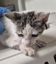 Shelter Stray Female Cat last seen Near BLOCK AUDREY AVE, BAKERSFIELD CA 93307, 3951 Fruitvale Ave, Bakersfield, CA 93308, USA