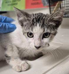 Shelter Stray Female Cat last seen Near BLOCK AUDREY AVE, BAKERSFIELD CA 93307, 3951 Fruitvale Ave, Bakersfield, CA 93308, USA