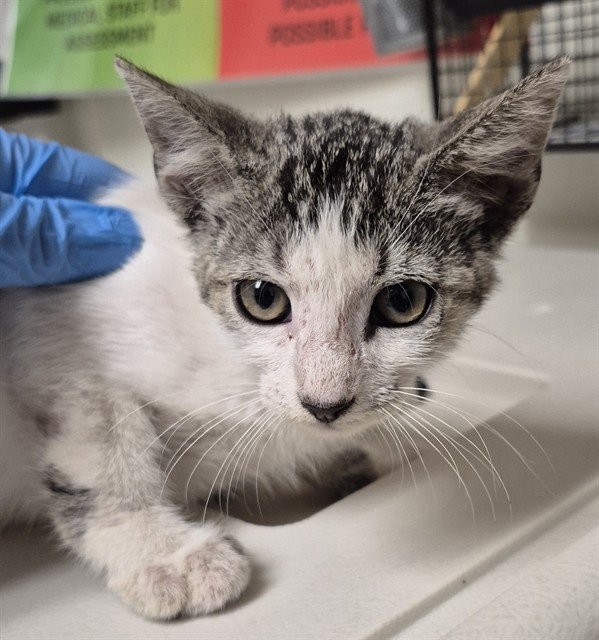 Shelter Stray Female Cat last seen Near BLOCK AUDREY AVE, BAKERSFIELD CA 93307, 3951 Fruitvale Ave, Bakersfield, CA 93308, USA