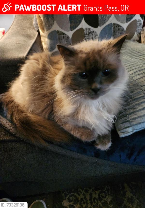 Lost Male Cat last seen Harbeck, Grandview, Cloverlawn Drive, Grants Pass, OR 97527