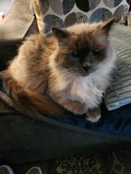 Lost Male Cat last seen Harbeck, Grandview, Cloverlawn Drive, Grants Pass, OR 97527