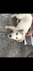 Found/Stray Male Dog last seen Hickory Grove Church Road, Walton County, GA 30656