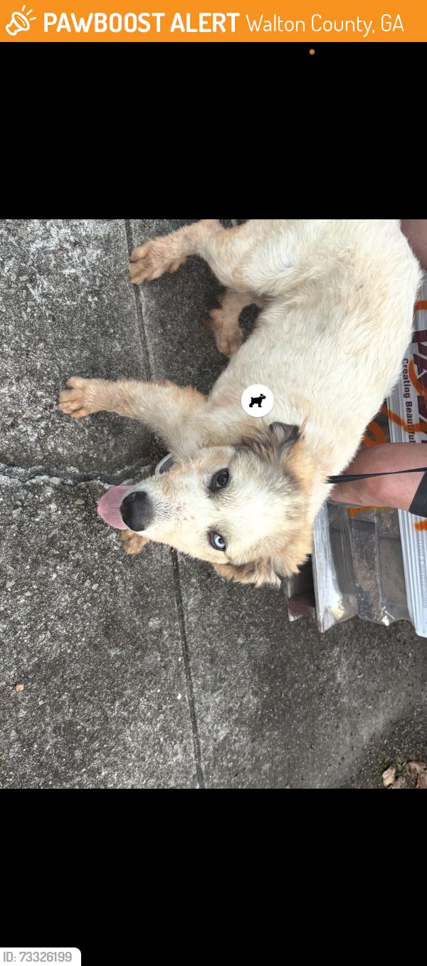 Found/Stray Male Dog last seen Hickory Grove Church Road, Walton County, GA 30656