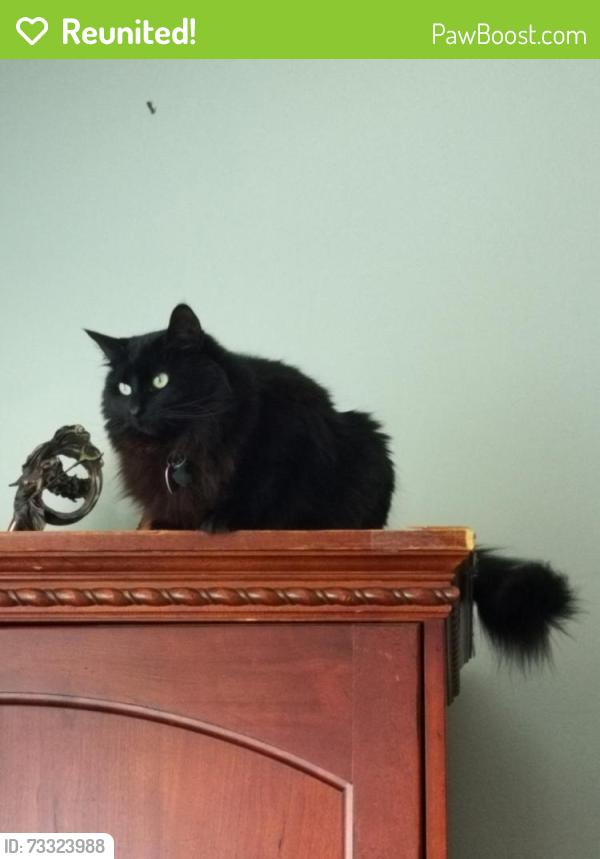 Reunited Female Cat last seen Jewell on Holmes and 55th, Clarendon Hills, IL 60514