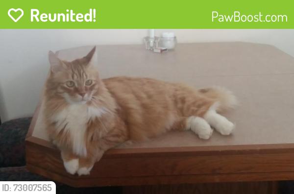 Reunited Male Cat last seen Angora/Hyman, Dollard-des-Ormeaux, QC 